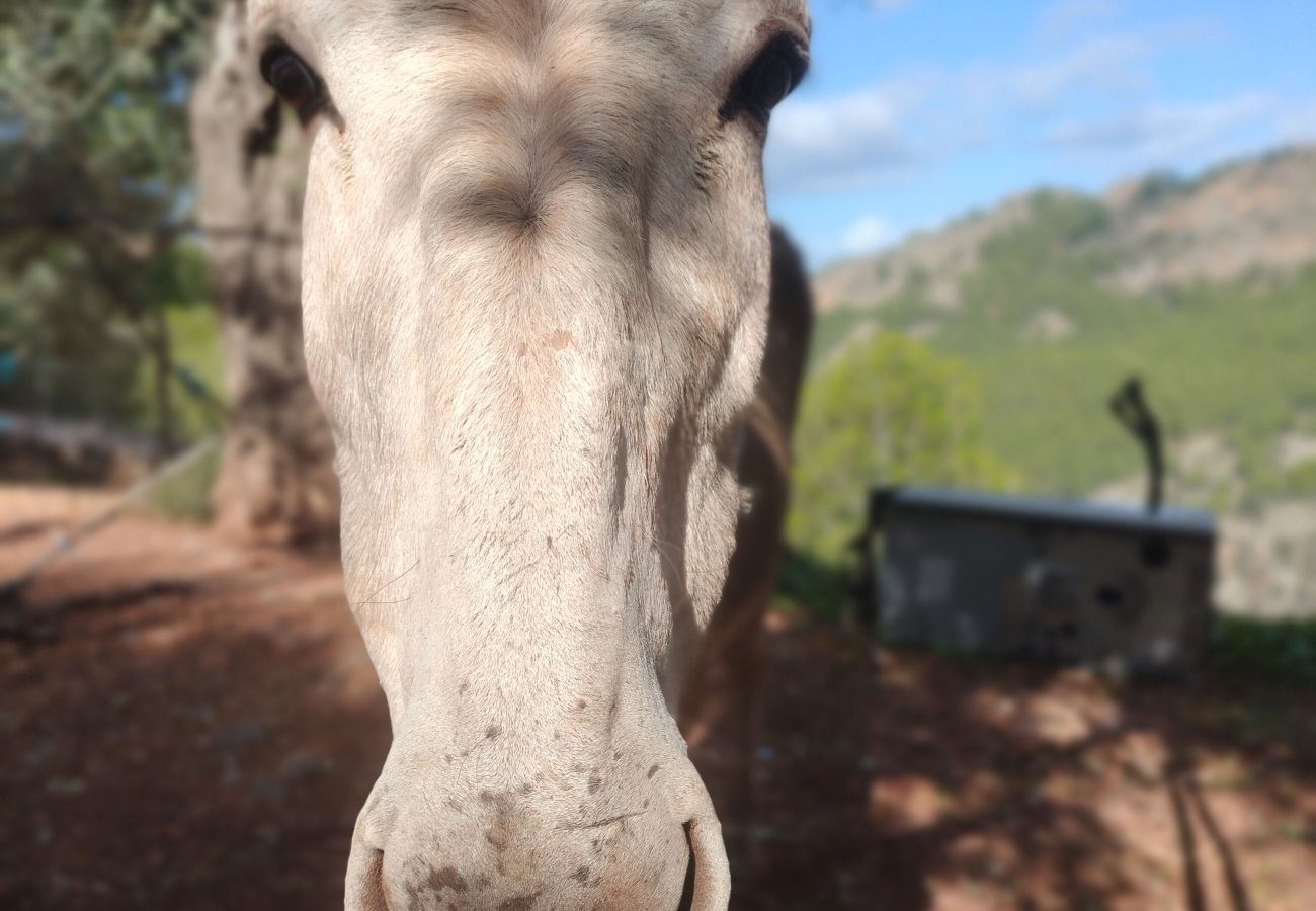 Villa in Sóller - Villa Es Cocó Sóller by Priority Villas