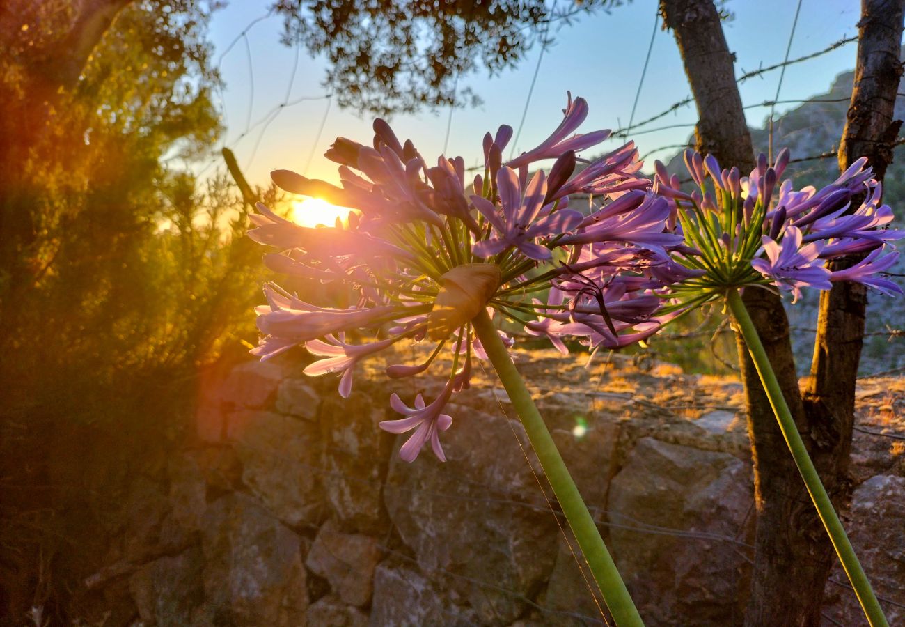 Villa in Sóller - Villa Es Cocó Sóller by Priority Villas