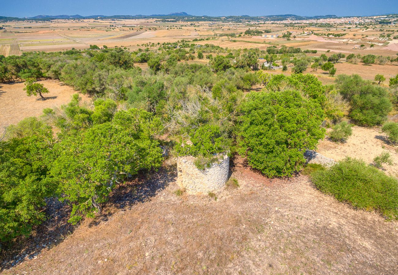 Villa in Vilafranca de Bonany - Villa Vilafranca