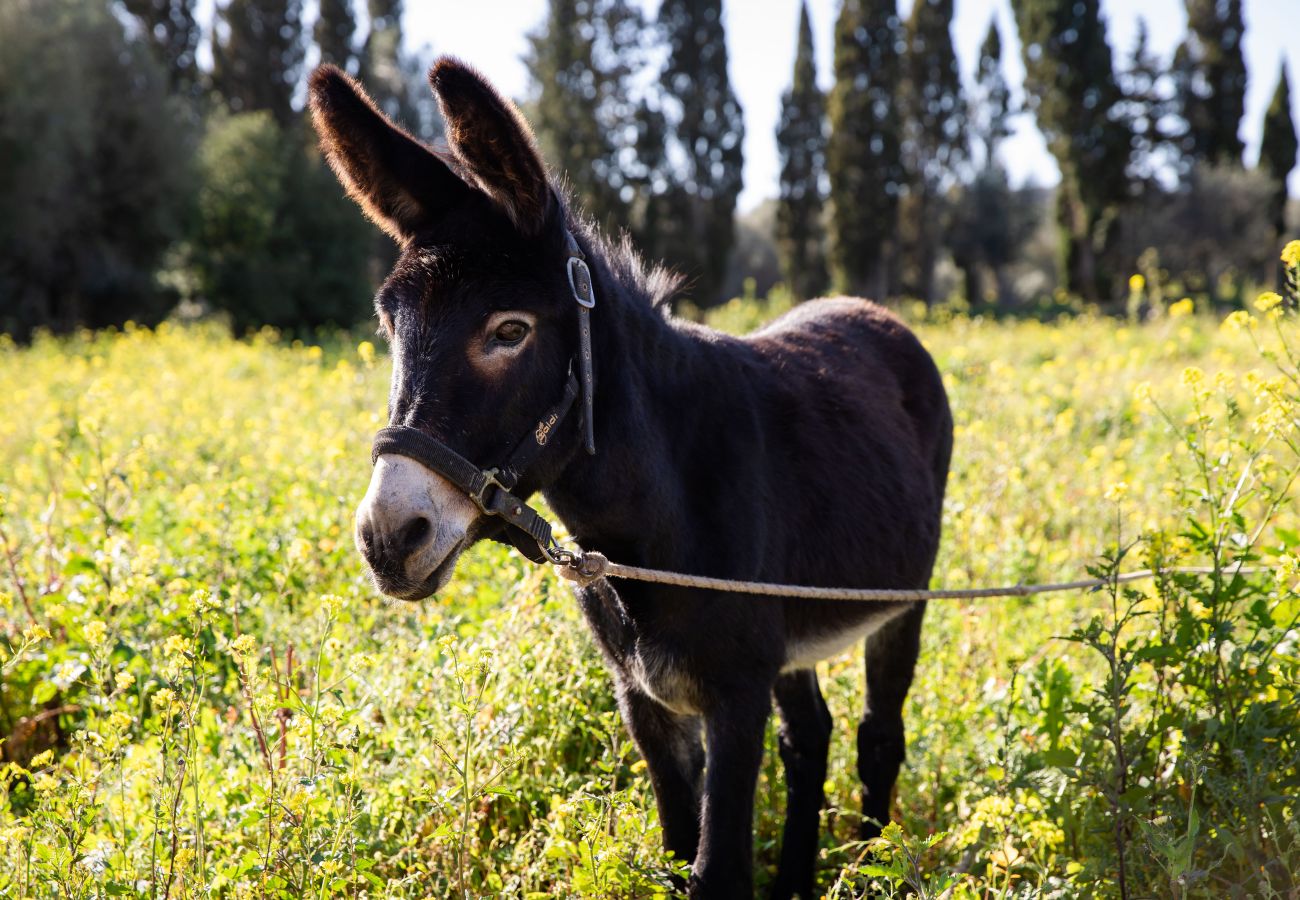 Apartment in Maria de la salut - YourHouse Deulosal, family-friendly rural house, cycling friendy
