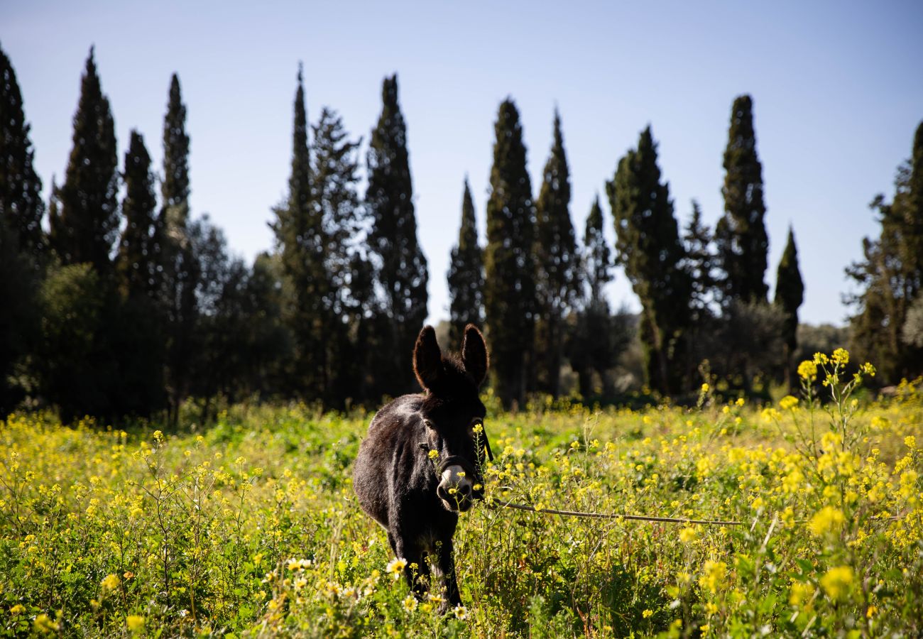 Apartment in Maria de la salut - YourHouse Deulosal, family-friendly rural house, cycling friendy