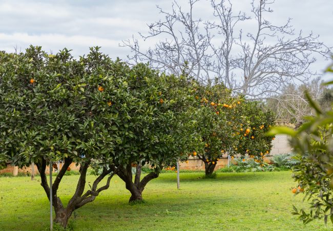 Villa in Llubi - YourHouse Villa Sa Caseta Villa in Llubi - YourHouse Villa Sa Caseta