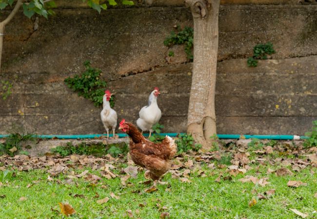 Villa in Llubi - YourHouse Villa Sa Caseta Villa in Llubi - YourHouse Villa Sa Caseta