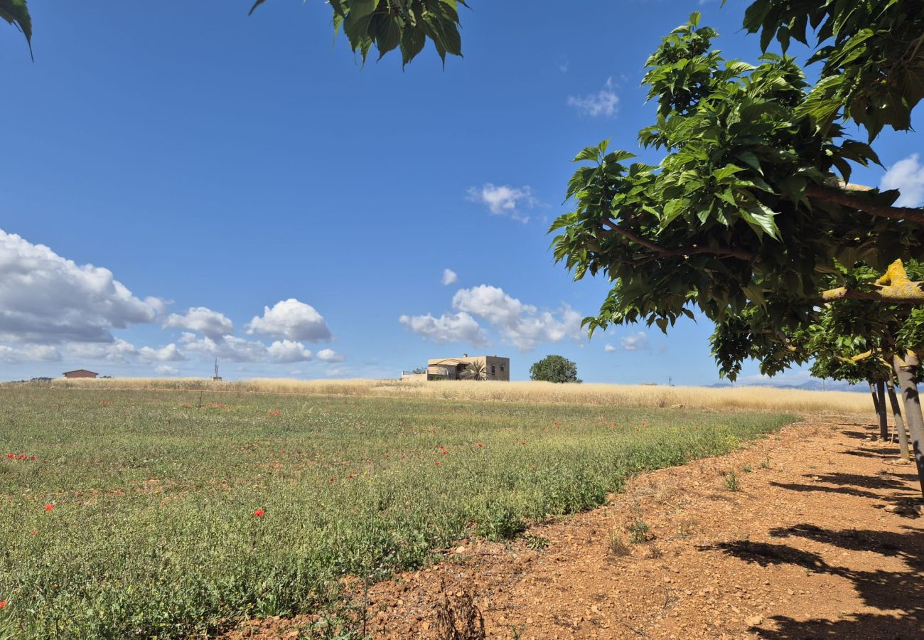 Villa in Muro - YourHouse Cas Padri, lovely country house with terrace, perfect for couples