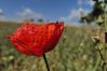 Villa in Muro - YourHouse Cas Padri, lovely country house with terrace, perfect for couples