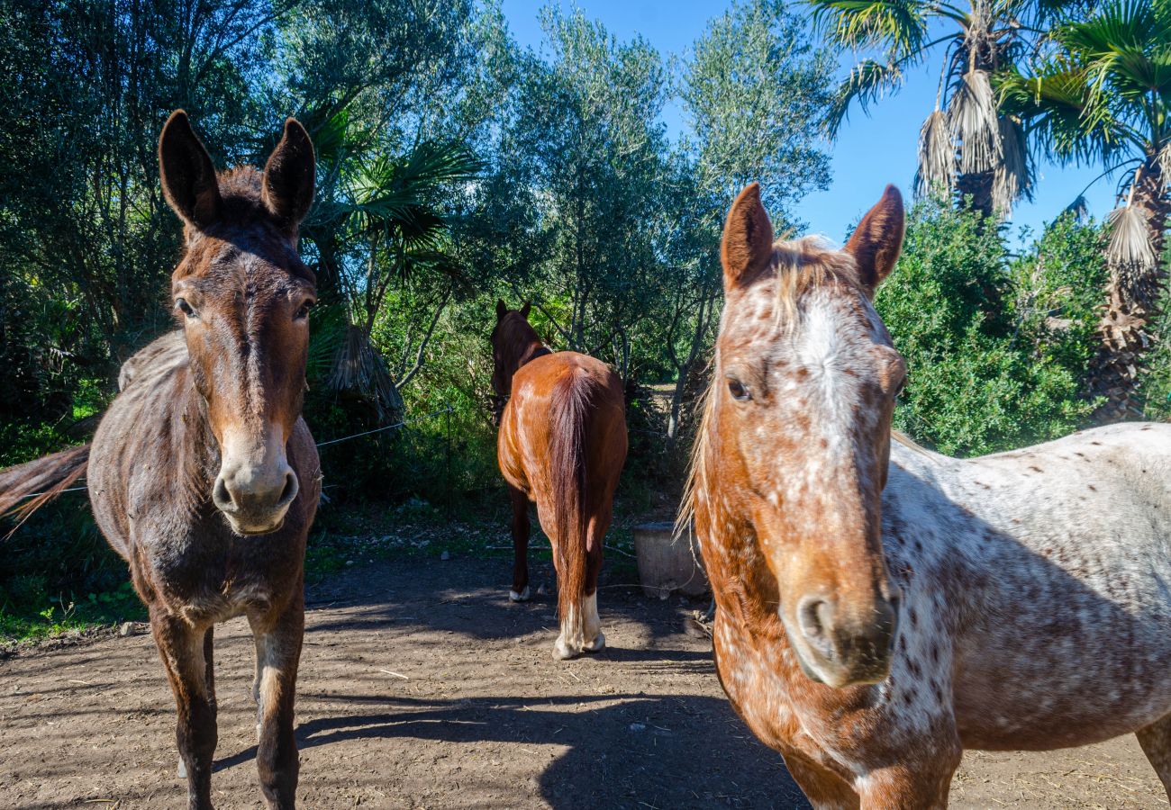 Apartment in Muro - YourHouse Can Prom