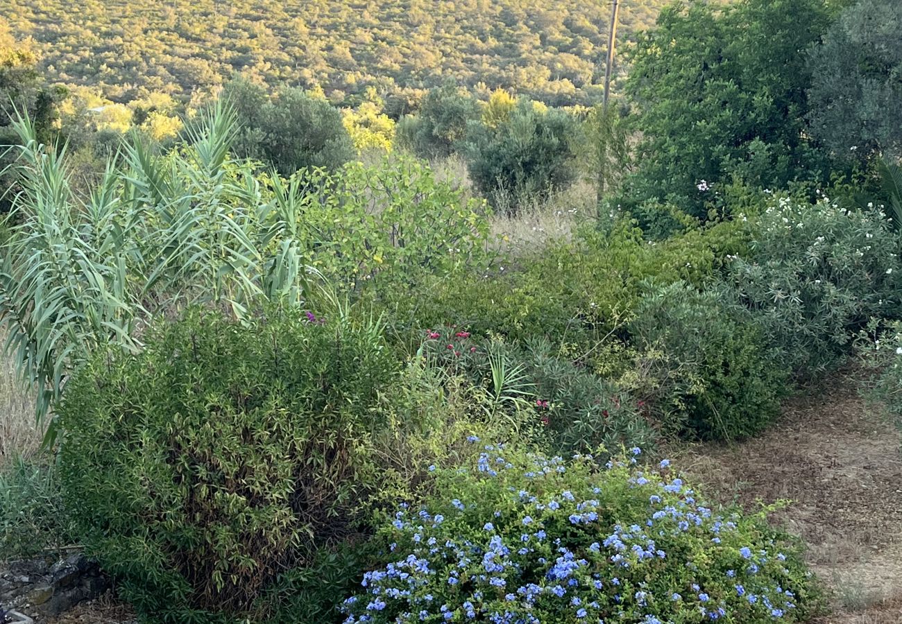 House in Loulé - Casa no Limoeiro